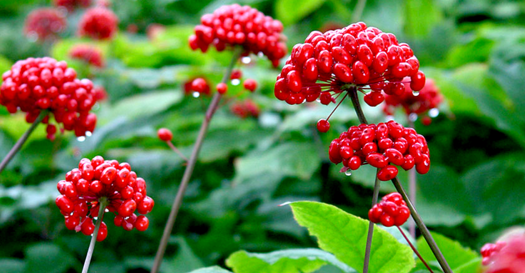 ginseng για μεγέθυνση πέους